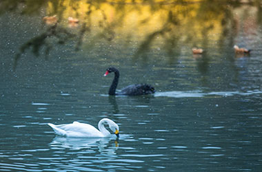低眉淺飲--童俊霖 15057318560.jpg